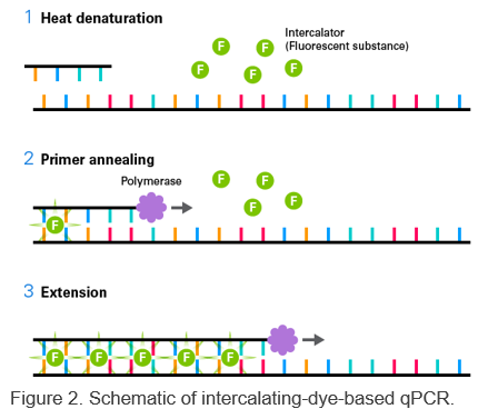 Intercalating-Dye-Based qPCR