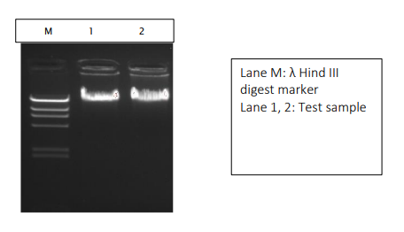 Nuclease Free Water - Application data-2