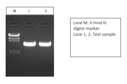 Nuclease Free Water - Application data-3
