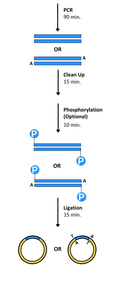 PCR Cloning